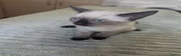 Siamese cats for sale: Seal point Siamese - Advert 9