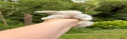Mini Lop rabbits for sale: Female mini lop  - Advert 4