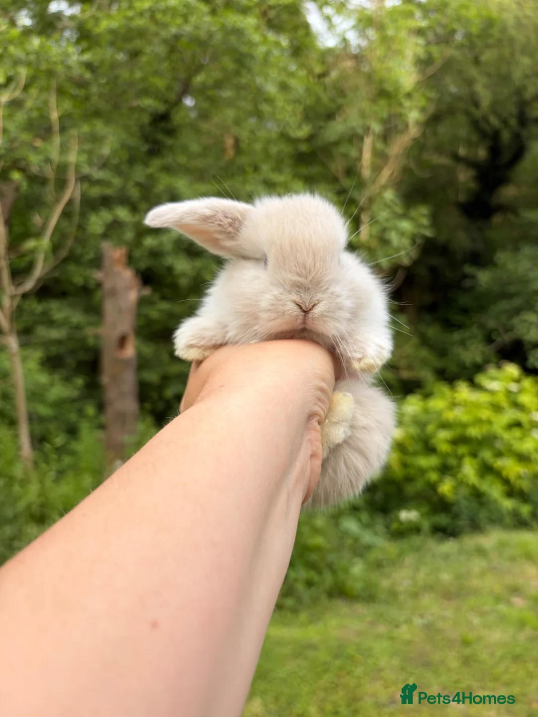 Mini Lop rabbits for sale: Female mini lop  - Advert 4