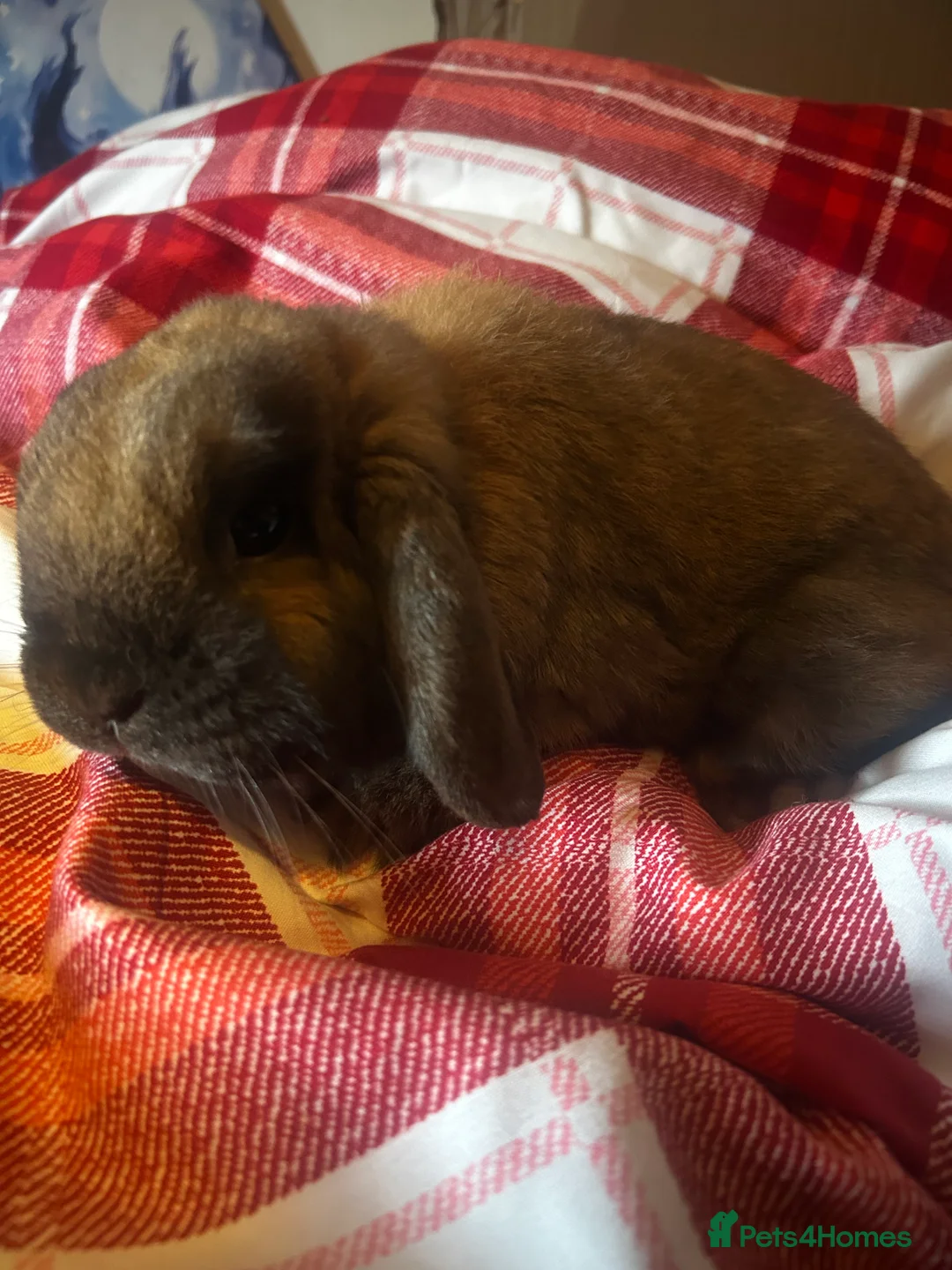French Lop rabbits for sale: Male indoor lop rabbit ,not neutered ,lovely brown - Advert 1