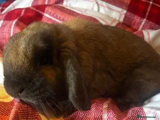 French Lop rabbits Male indoor lop rabbit ,not neutered ,lovely brown - Advert 1
