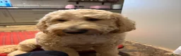 Mixed Breed dogs for stud: Standard F1 Goldendoodle for stud in Preston - Advert 12