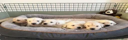 Golden Retriever dogs for sale: Beautiful KC Registered Golden retriever puppies - Advert 7