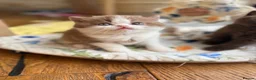 British Shorthair cats for sale: Stunning line BSH and BLH sisters  - Advert 7
