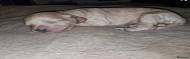 Cockapoo 3