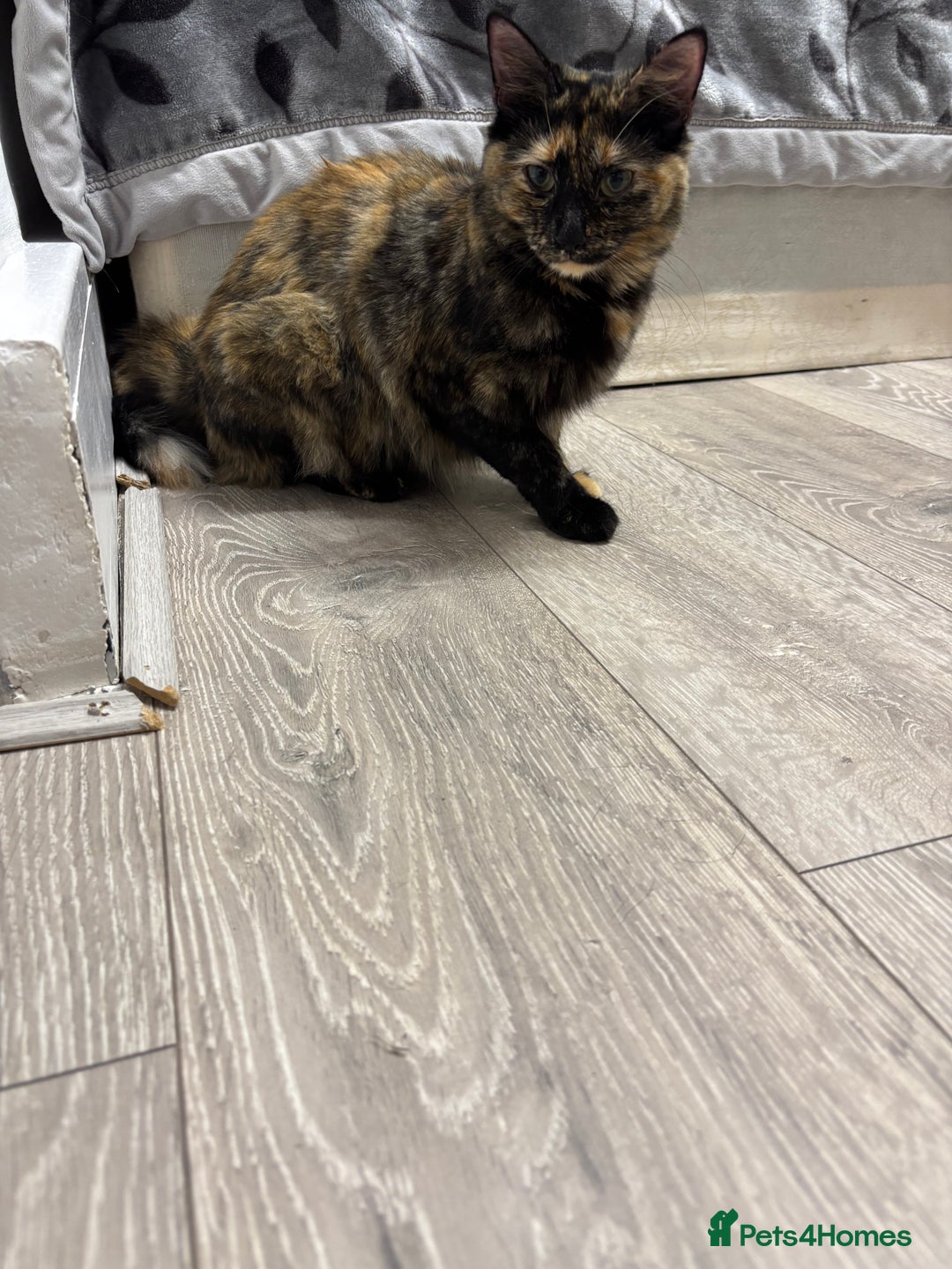 Burmilla cats for sale: Cute cat - Advert 5