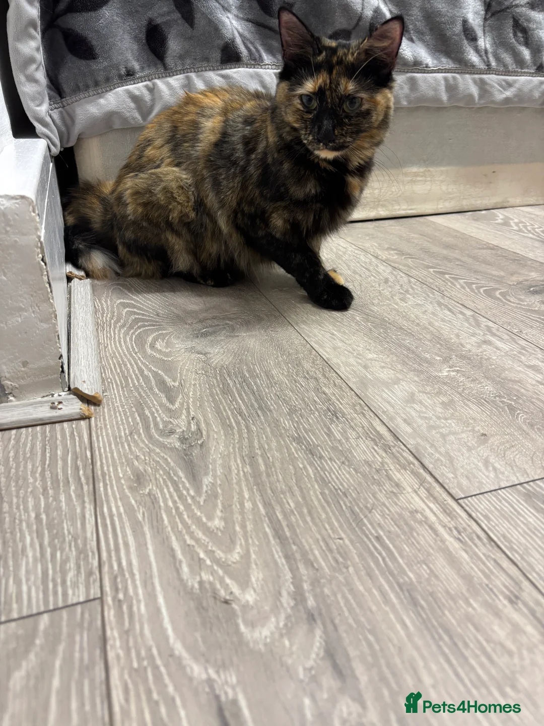 Burmilla cats for sale: Kittens - Advert 1