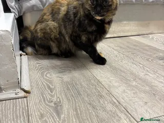 Burmilla cats Kittens - Advert 2