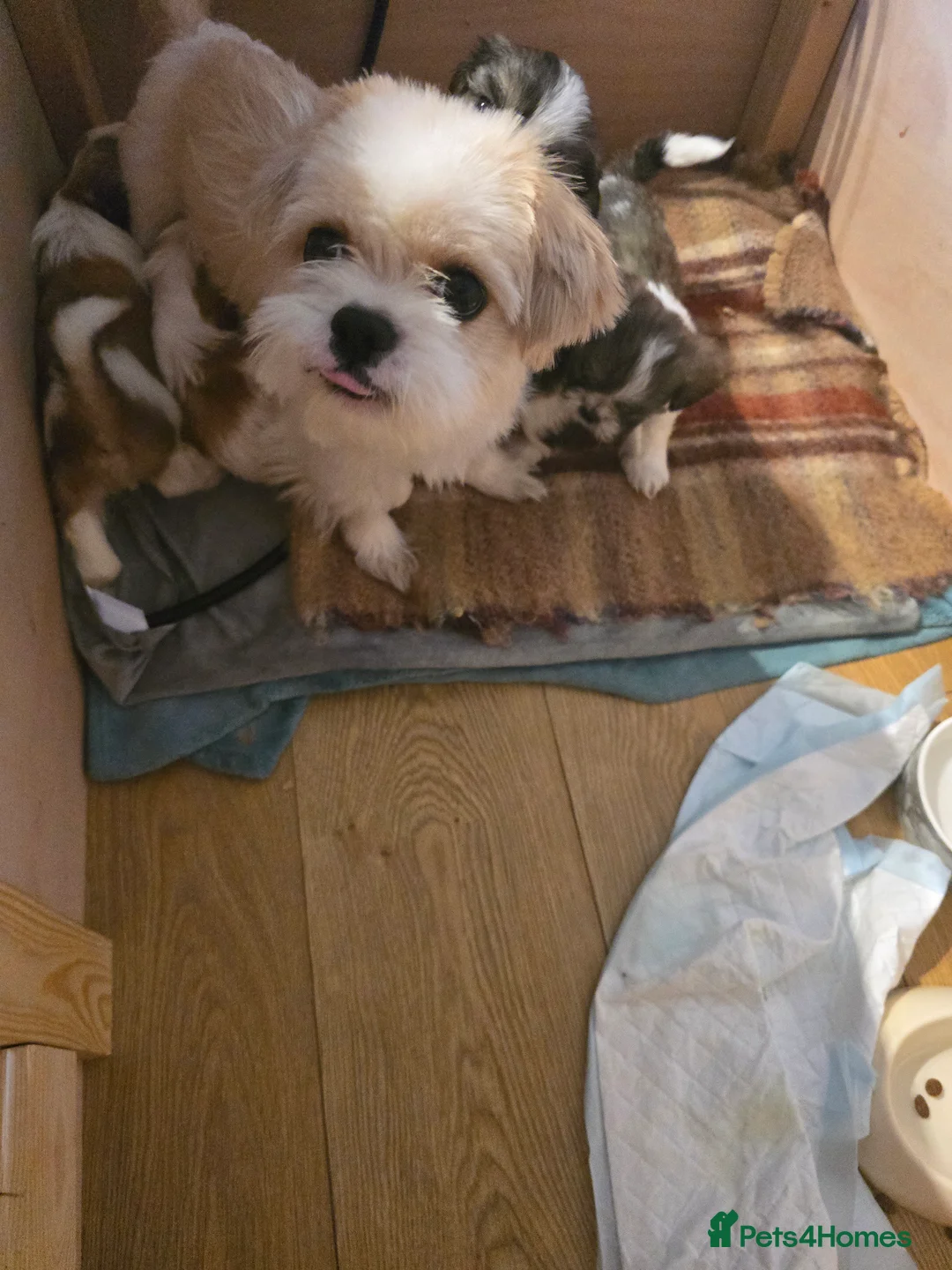 Shih Tzu dogs for sale: Shitzu puppies - Advert 2