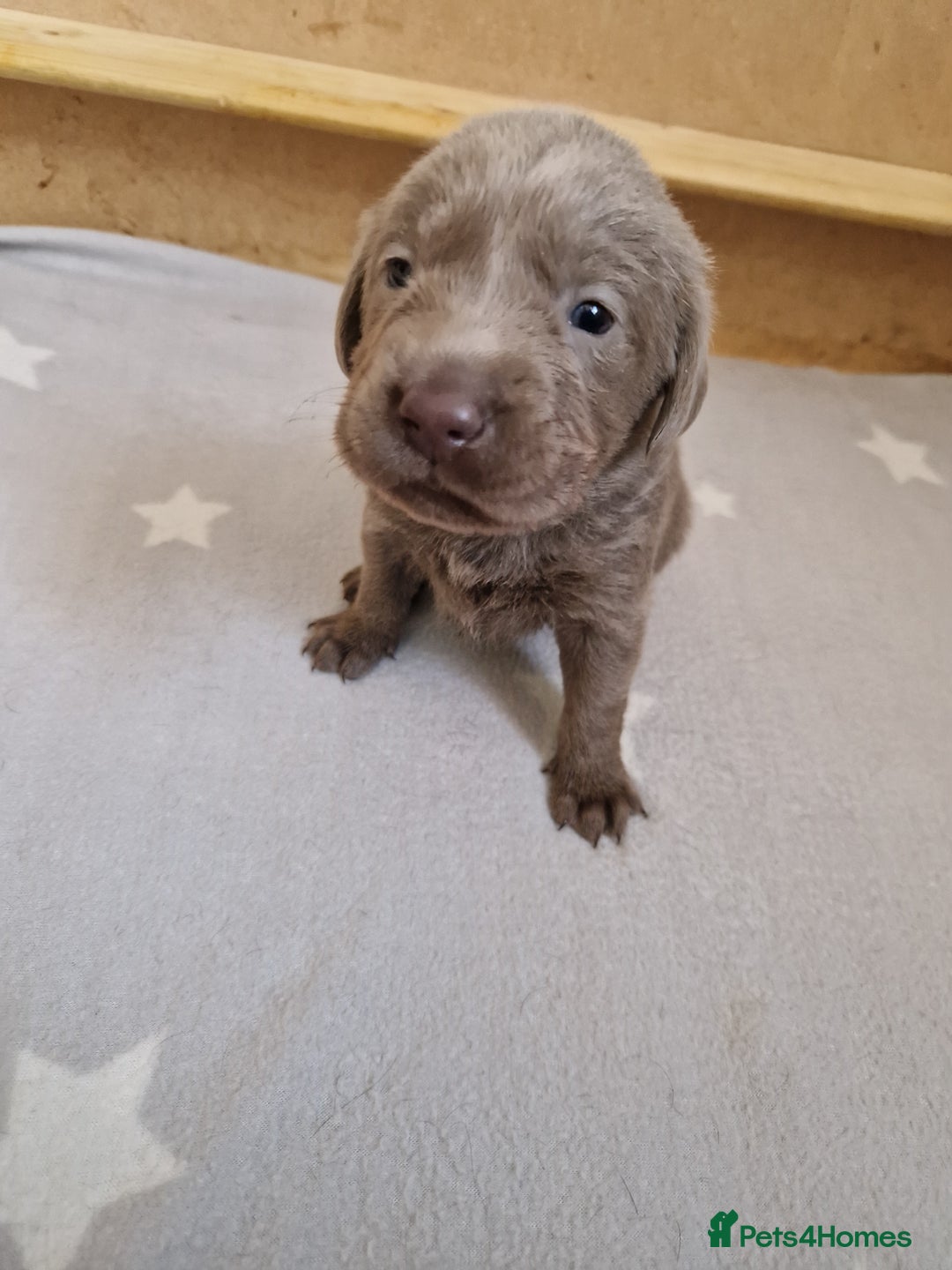 Labrador Retriever dogs for sale: !REDUCED! silver labrador's KC - Advert 33