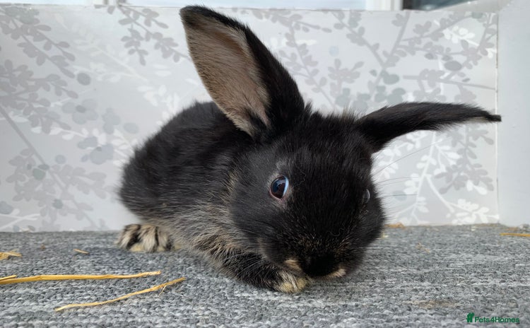 Mini Lop rabbits - Advert 2