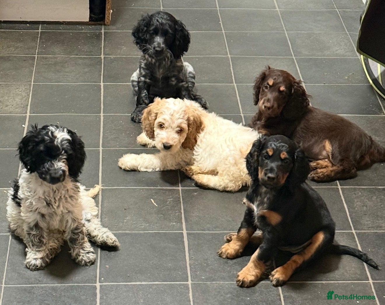Cockapoo dogs for sale: Ready Now F1B Cockapoo puppies - Advert 2