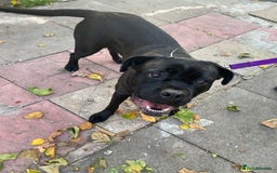 Cane Corso dogs for adoption: for sale  - Image 2