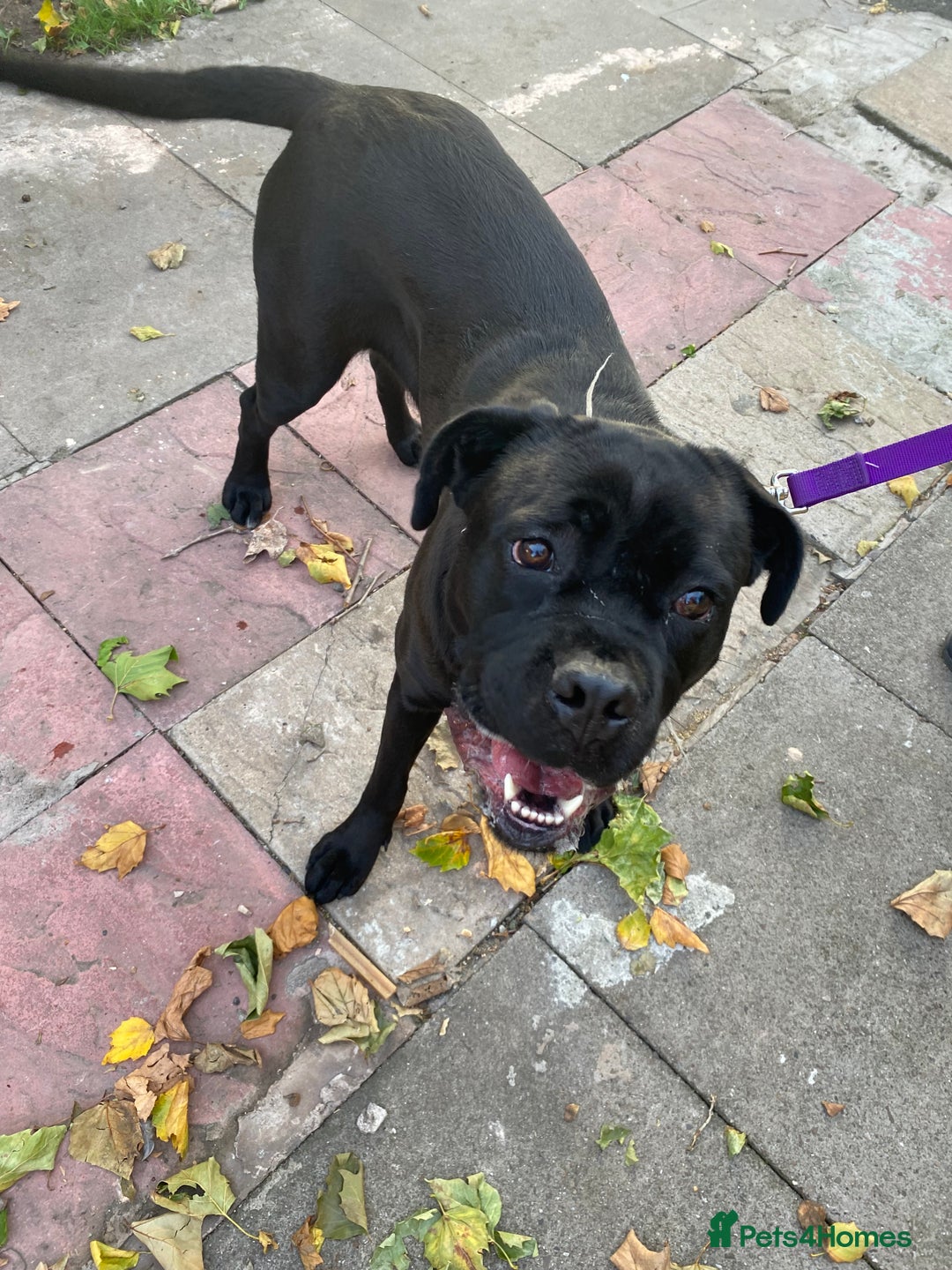 Cane Corso dogs for adoption: for sale  - Image 2