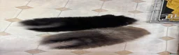 Pomeranian dogs for sale: Pomeranian puppies - Advert 6