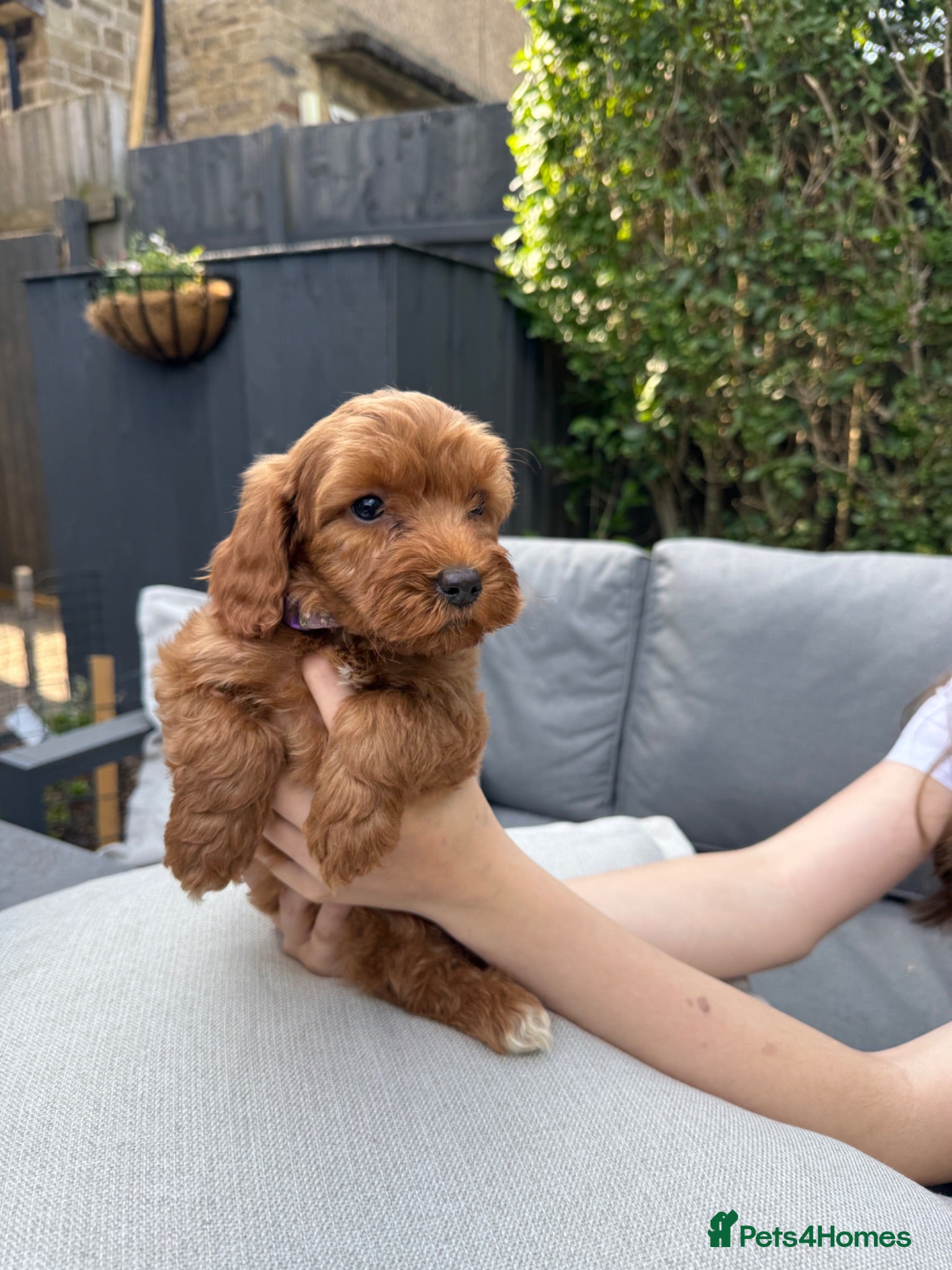 Cockapoo dogs Precious Toy Cockapoo f2 puppies - Advert 13