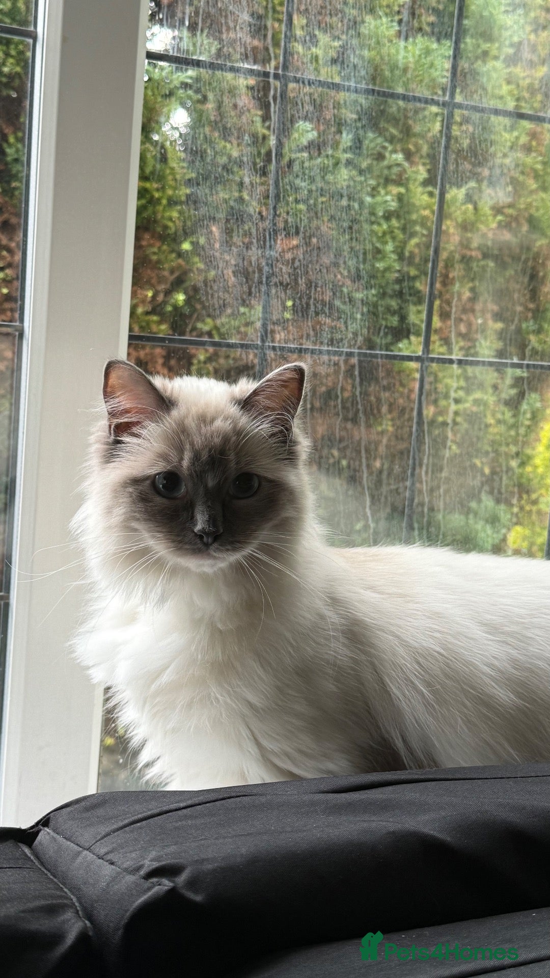 Ragdoll cats Blue Point Mitted Ragdoll - Advert 5