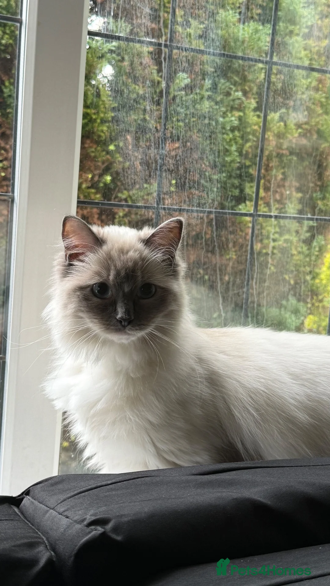 Ragdoll cats for sale: Blue Point Mitted Ragdoll in Burnley - Advert 1
