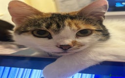 British Longhair cats for sale: Lulu female 2 years old  - Image 11