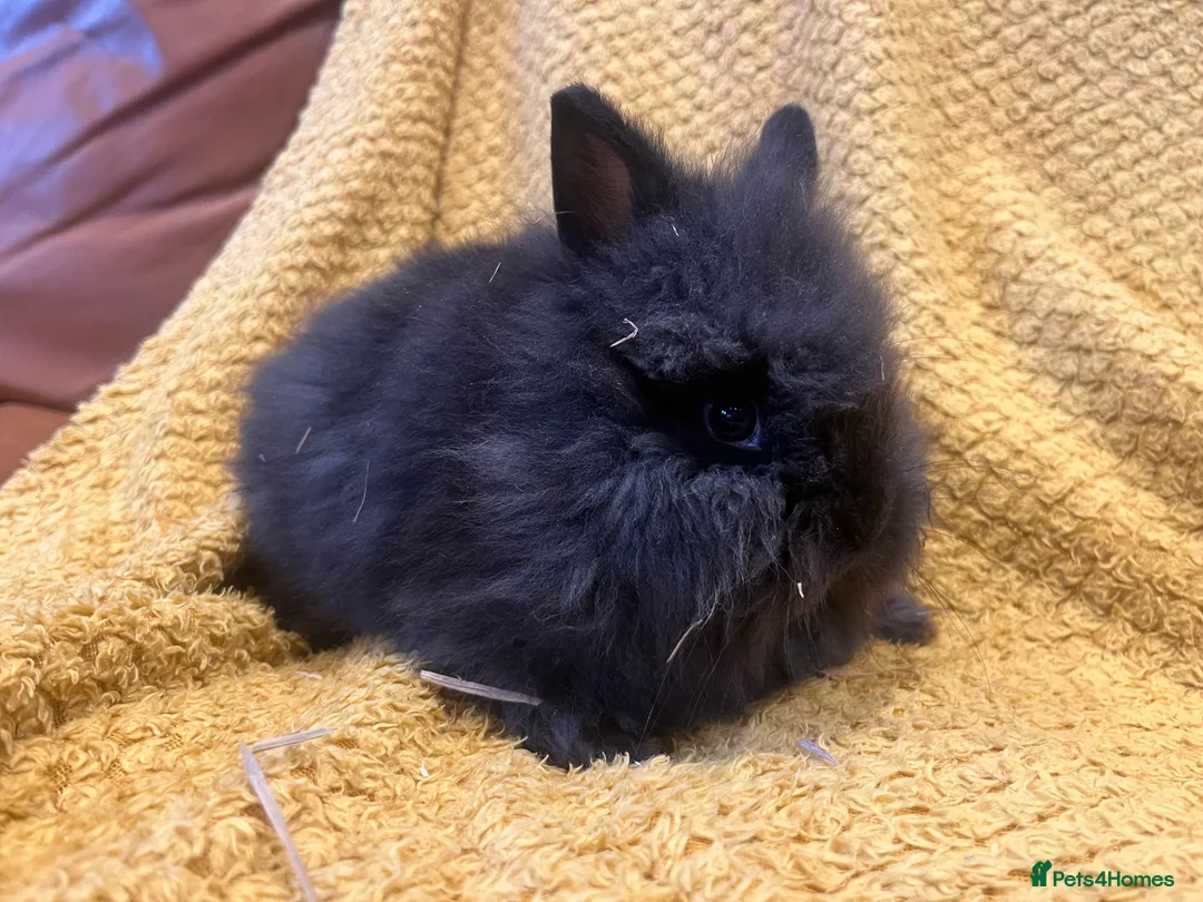 Mini Lop rabbits for sale: Mini lops  and mini double maned lionheads  - Advert 36