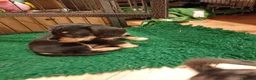 Mixed Breed dogs for sale: Miniature schnoxies  - Advert 18