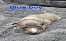 Italian Greyhound dogs for sale: Champion blood line KC Reg Italian Greyhounds - Advert 6