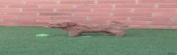Labradoodle dogs for sale: Miniature labradoodle girls - Advert 3