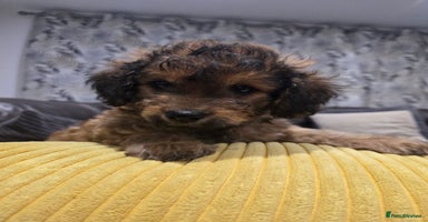 Cavapoo dogs - Advert 6