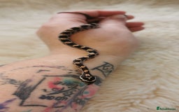 Corn Snake reptiles for sale: Baby corn snakes - Image 15