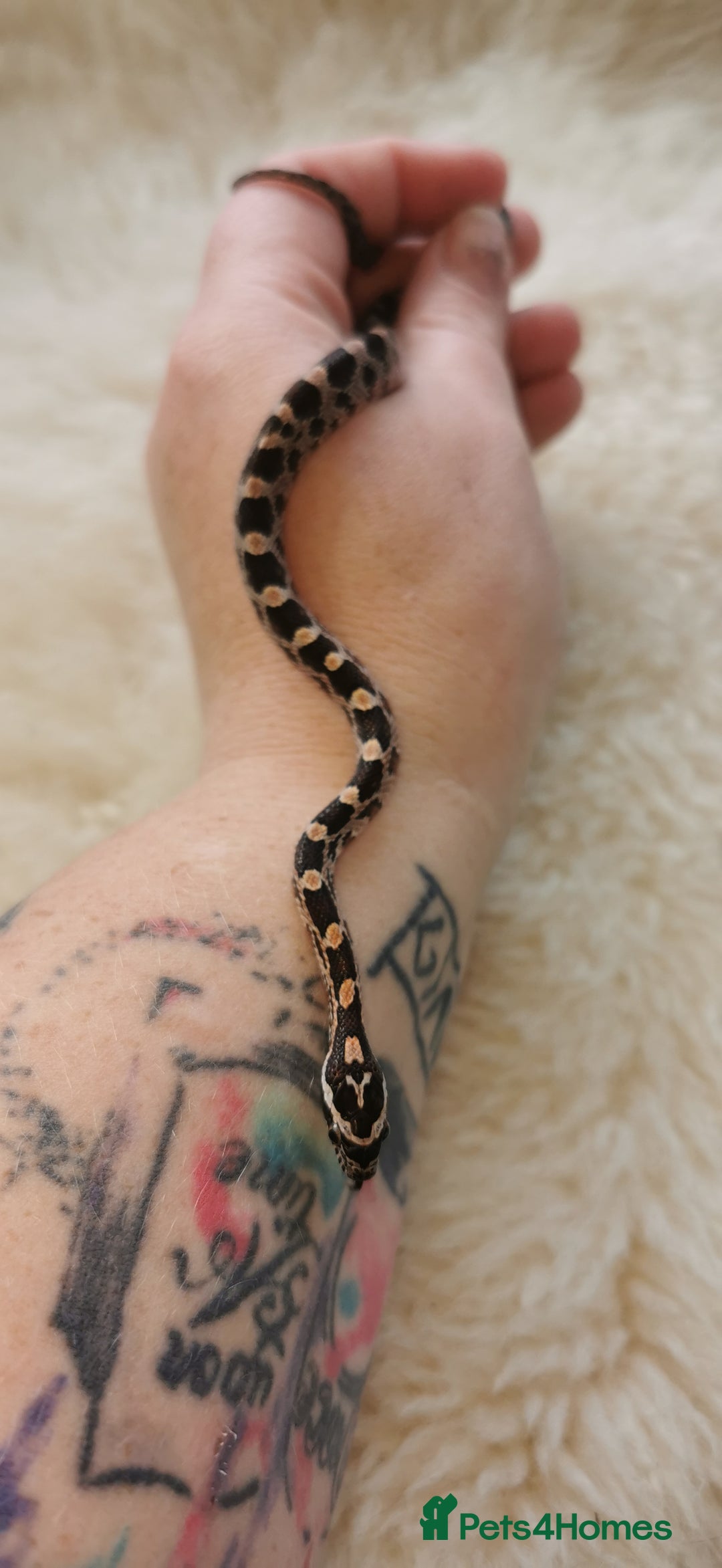 Corn Snake reptiles for sale: Baby corn snakes - Image 15
