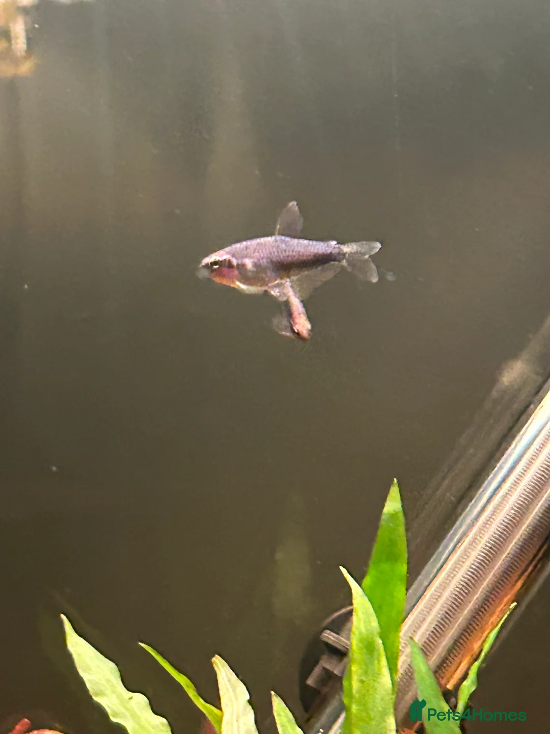 Tetras fish for sale: X5 Blue Emperor Tetra - Advert 2