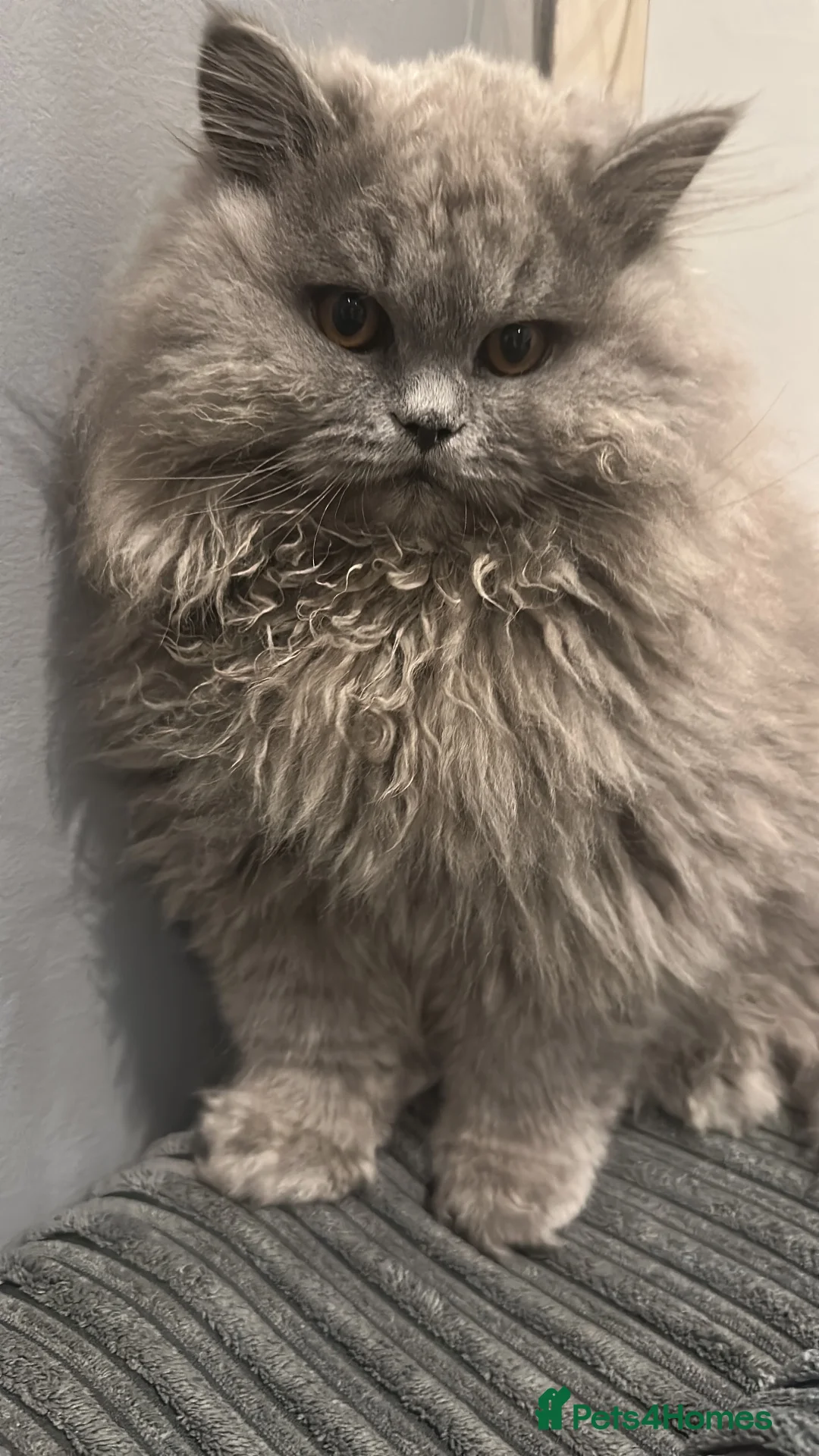 British Longhair cats for stud: 🐾 BRITISH LONGHAIR STUD CAT AVAILABLE 🐾 - Advert 2