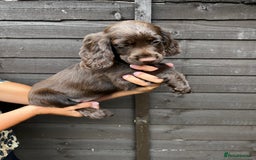 Cocker Spaniel dogs for sale: Cocker spaniel female puppies  - Image 14