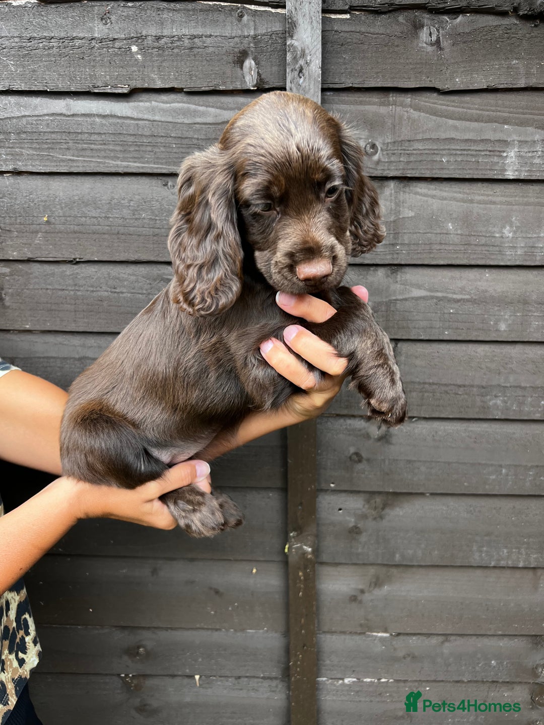 Cocker Spaniel dogs for sale: Cocker spaniel female puppies  - Image 14