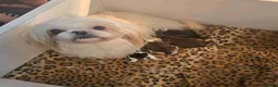 Shih Tzu dogs for sale: Stunning shih Tzu puppies - Advert 5