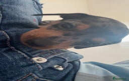 Dachshund dogs for sale: We have 6 beautiful dachshund puppy’s  - Image 10