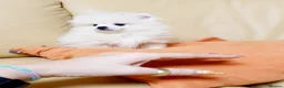 Pomeranian dogs for sale: Beautiful white cream Pomeranian puppies - Advert 6