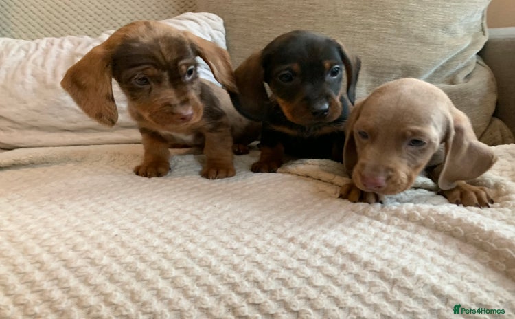 Dachshund dogs - Advert 14