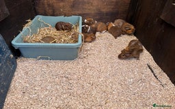 Guinea Pig rodents for sale: Guinea pigs - Image 3