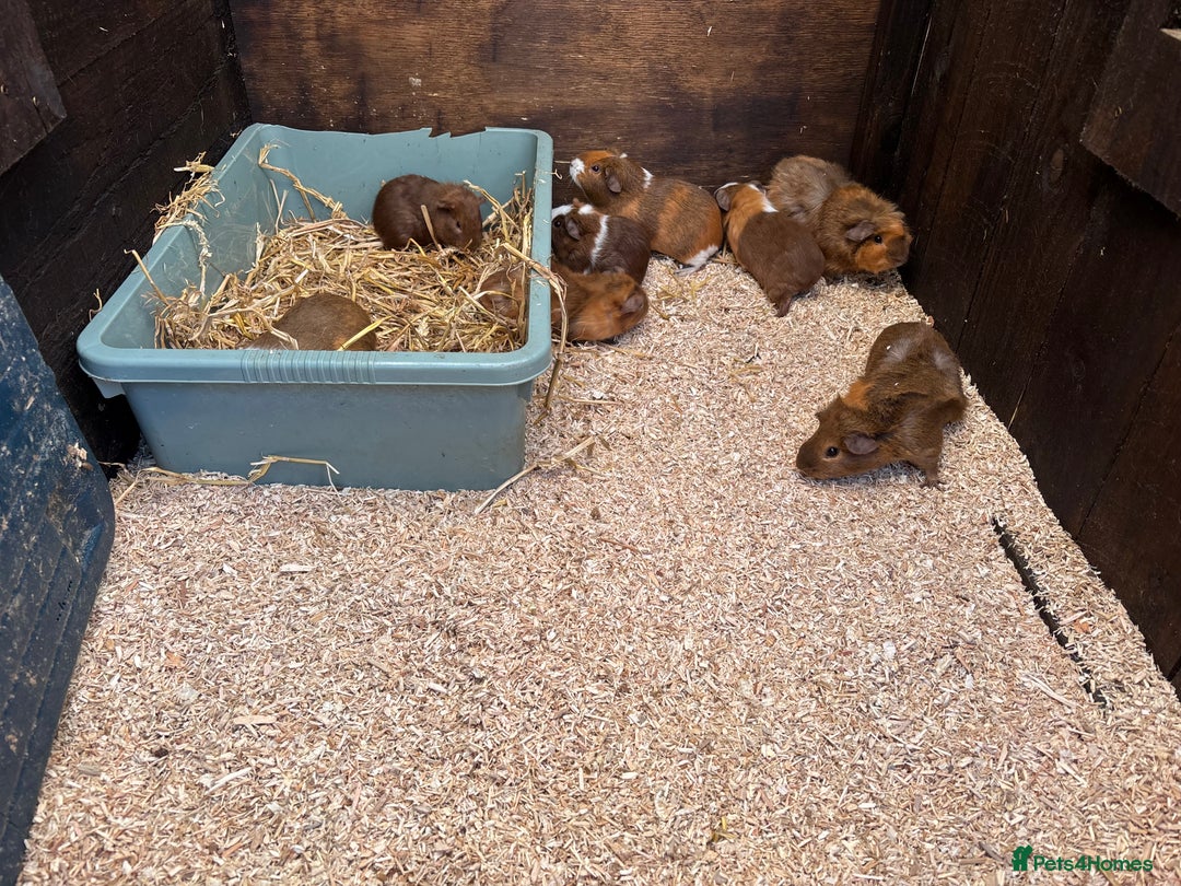 Guinea Pig rodents for sale: Guinea pigs - Image 3
