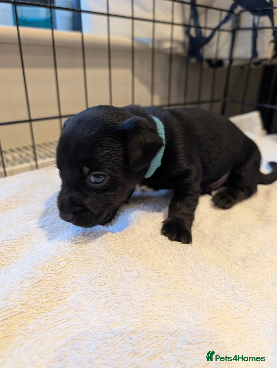 Jack Russell dogs for sale: Small Jack Russell puppies - Advert 8