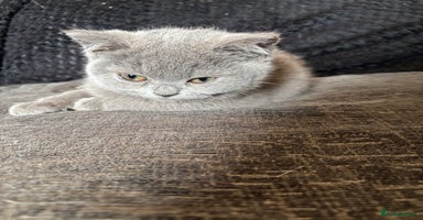 British Shorthair cats - Advert 16