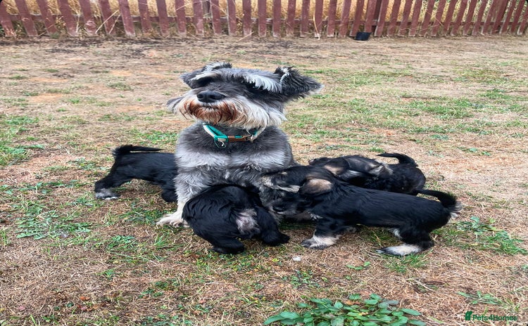 Miniature Schnauzer dogs - Advert 1