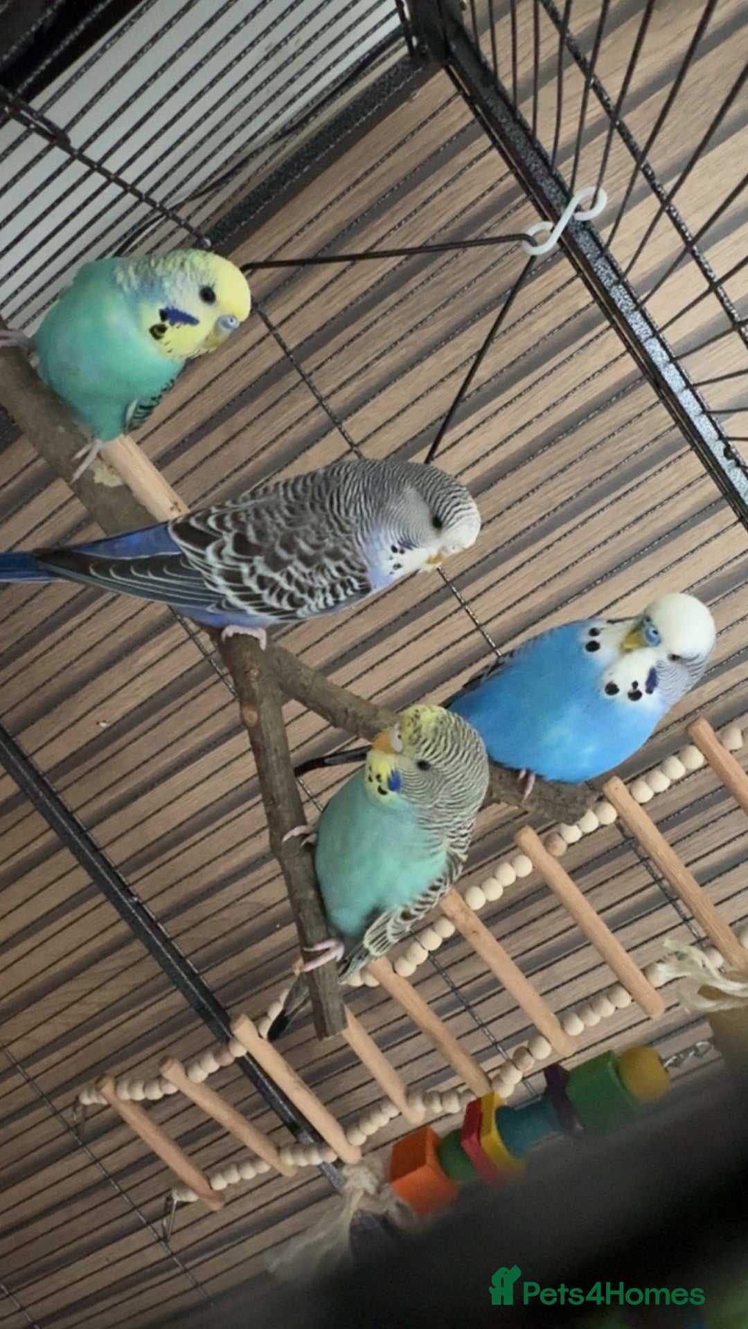 Budgerigars birds Budgies 2 female 2 male  - Advert 6