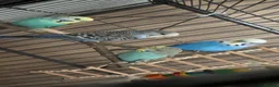 Budgerigars birds for sale: Budgies 2 female 2 male  in Colne - Advert 1