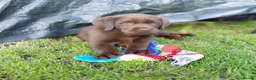 Labrador Retriever dogs for sale: Chocolate Labradors Puppies,Health Tested Parents  - Advert 6