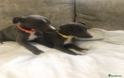 Whippet dogs for sale: Whippet puppies  - Image 6