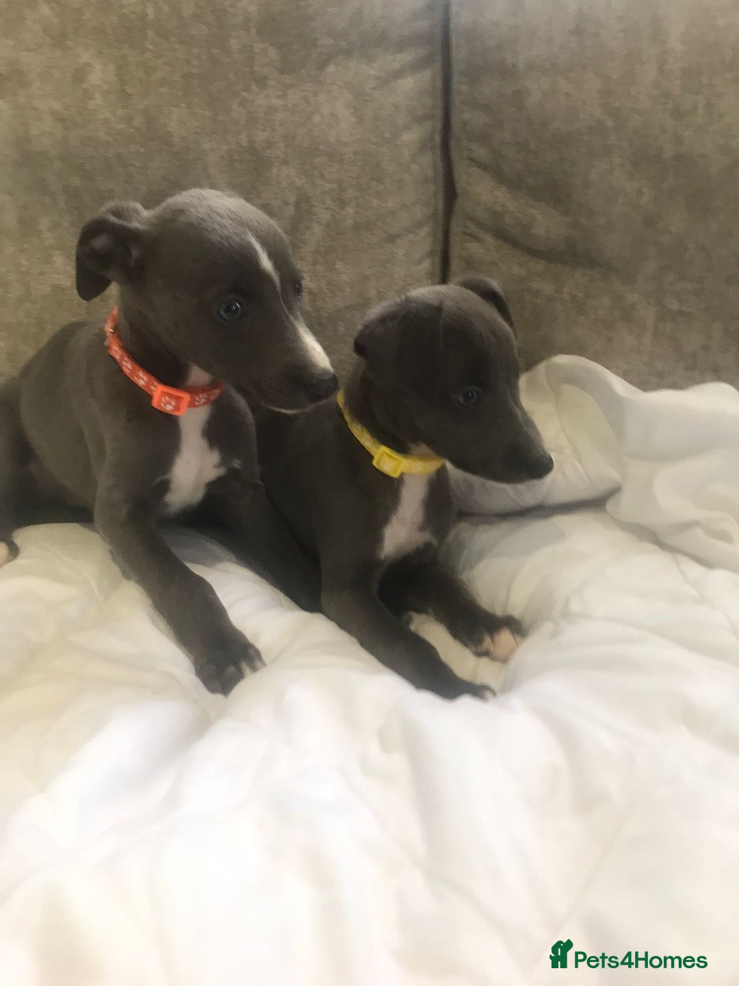 Whippet dogs for sale: Whippet puppies  - Image 6