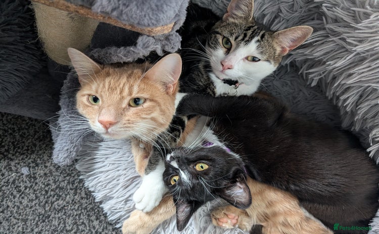 Mixed Breed cats - Advert 14