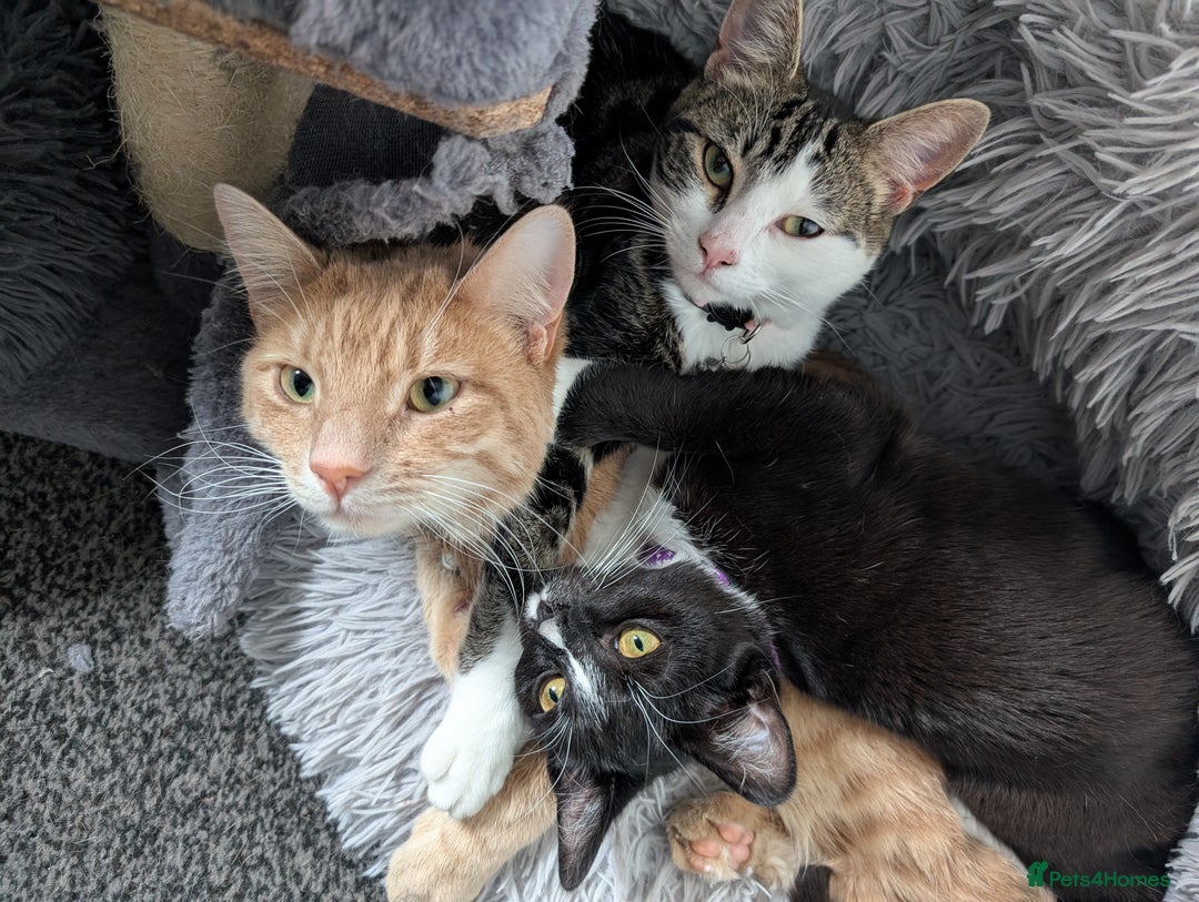 Mixed Breed cats for sale: 3 beautiful cats  - Image 1